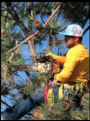 Expert outdoor landscaping in Albuquerque, NM by Treetech