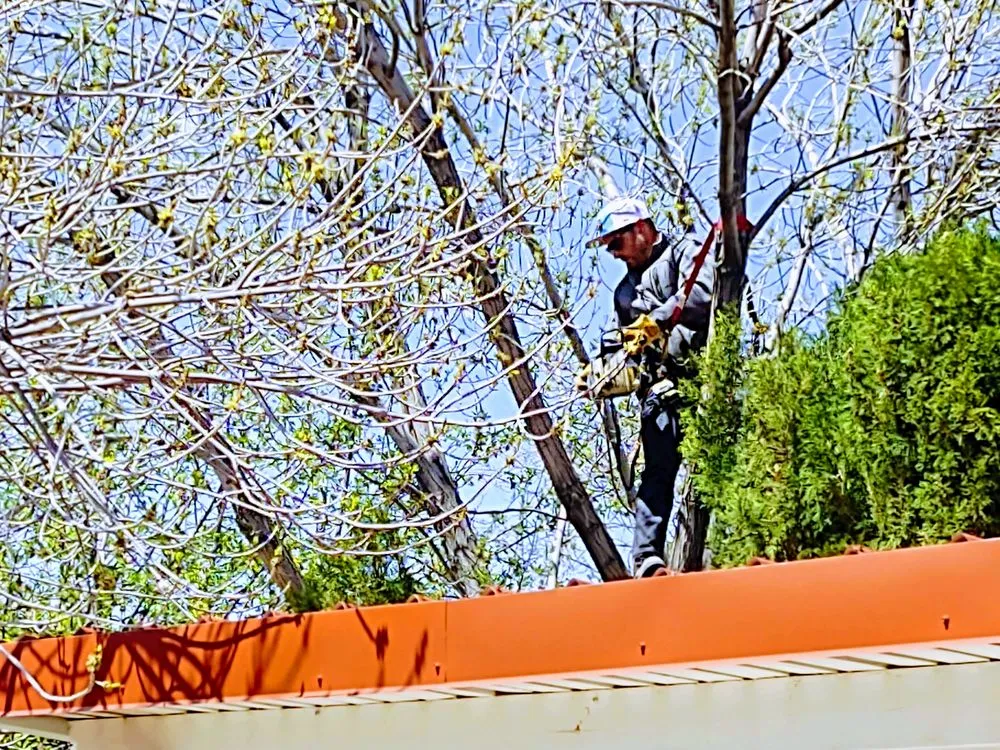 Professional landscape installation experts serving Albuquerque, NM - Treetech