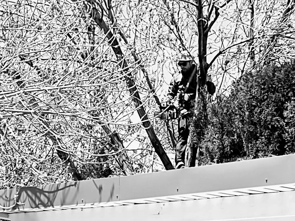 Affordable lawn care service experts serving Albuquerque, NM - Treetech