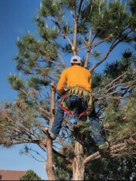 Top-rated garden landscaping experts serving Albuquerque, NM - Treetech