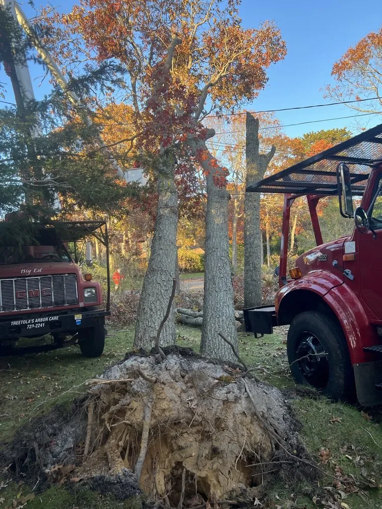 Top-rated landscape installation for year-round maintenance in Riverhead, NY by Treetola's Arbor Care Northfork