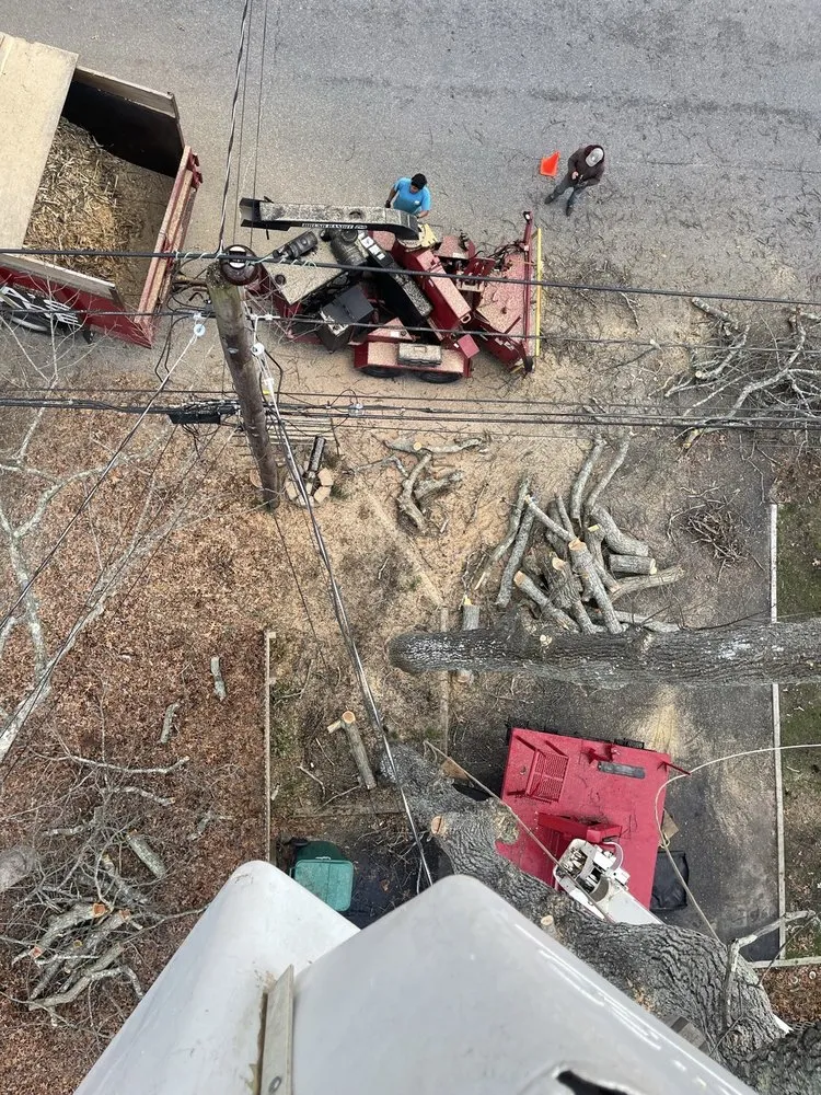 Expert yard cleanup service near you in Riverhead, NY by Treetola's Arbor Care Northfork