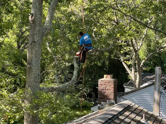 Treetola's Arbor Care Northfork Logo