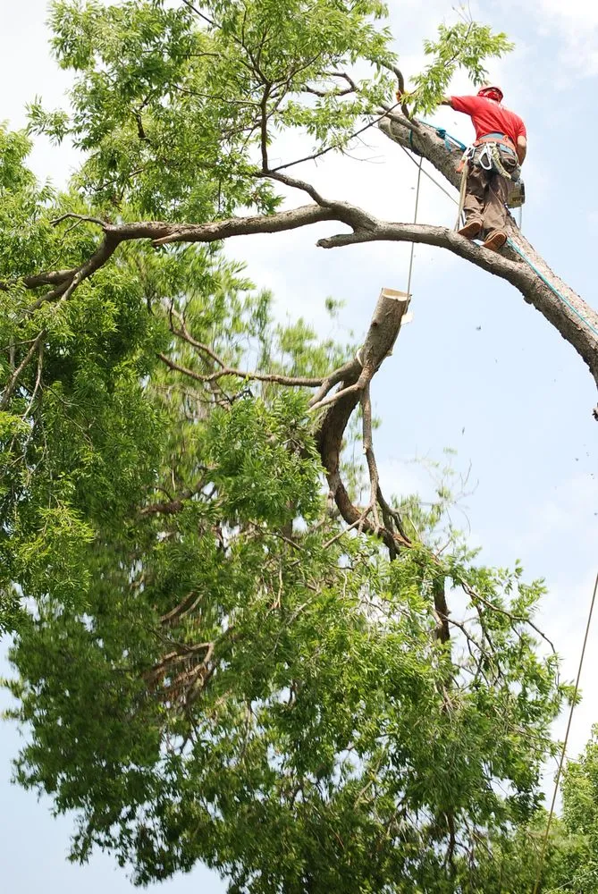 Professional lawn mowing service for year-round maintenance across Arlington, TX - TreeTop Tree Service