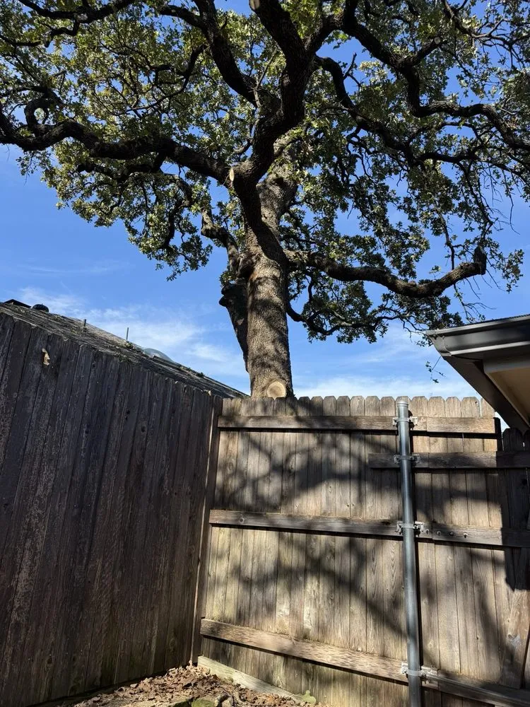 Expert yard maintenance in Arlington, TX - TreeTop Tree Service