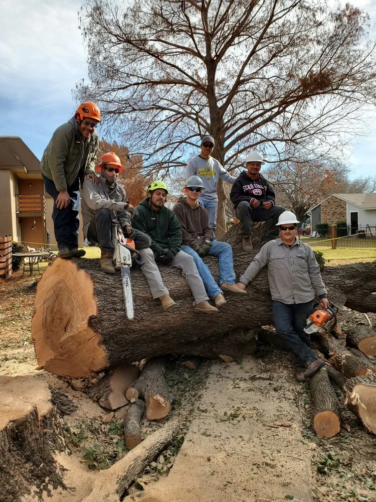 Professional yard maintenance in Arlington, TX by TreeTop Tree Service