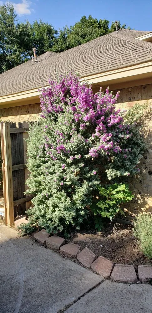 Expert yard cleanup service experts serving Arlington, TX - TreeTop Tree Service