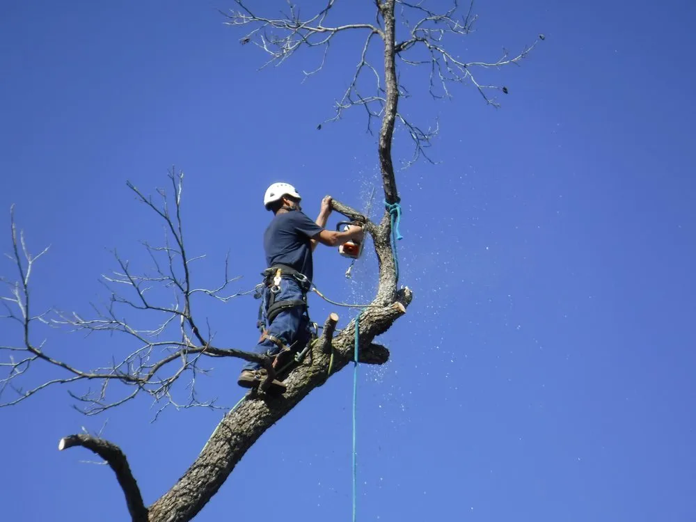 Reliable landscape installation experts serving Arlington, TX - TreeTop Tree Service
