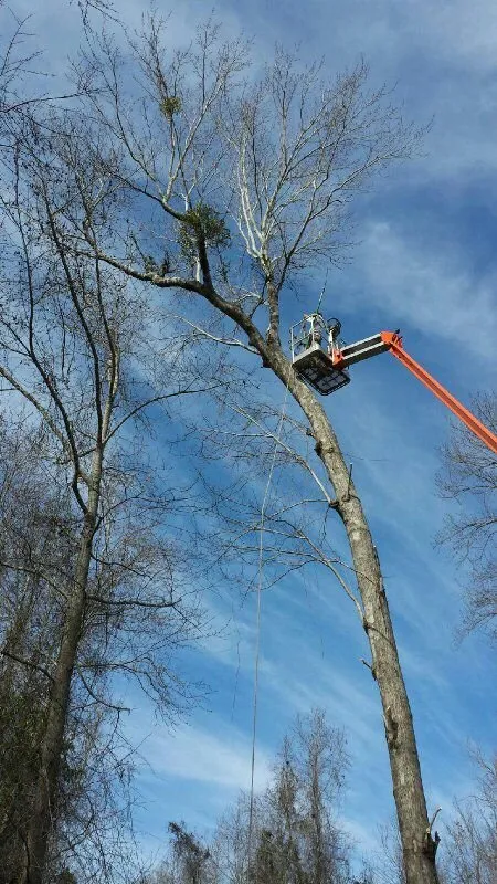 Top-rated yard cleanup service with custom design in Leland, NC by TreeToppers and More