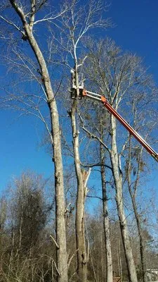 TreeToppers and More Logo