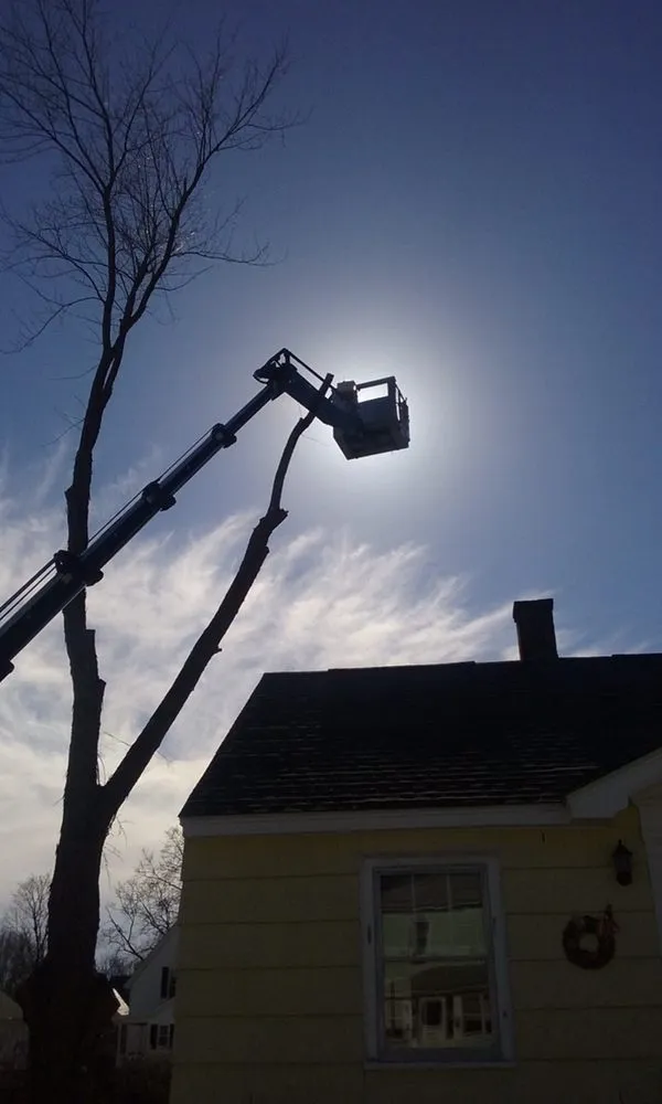 Professional yard cleanup service for residential properties across Millis, MA - Treework.Pro