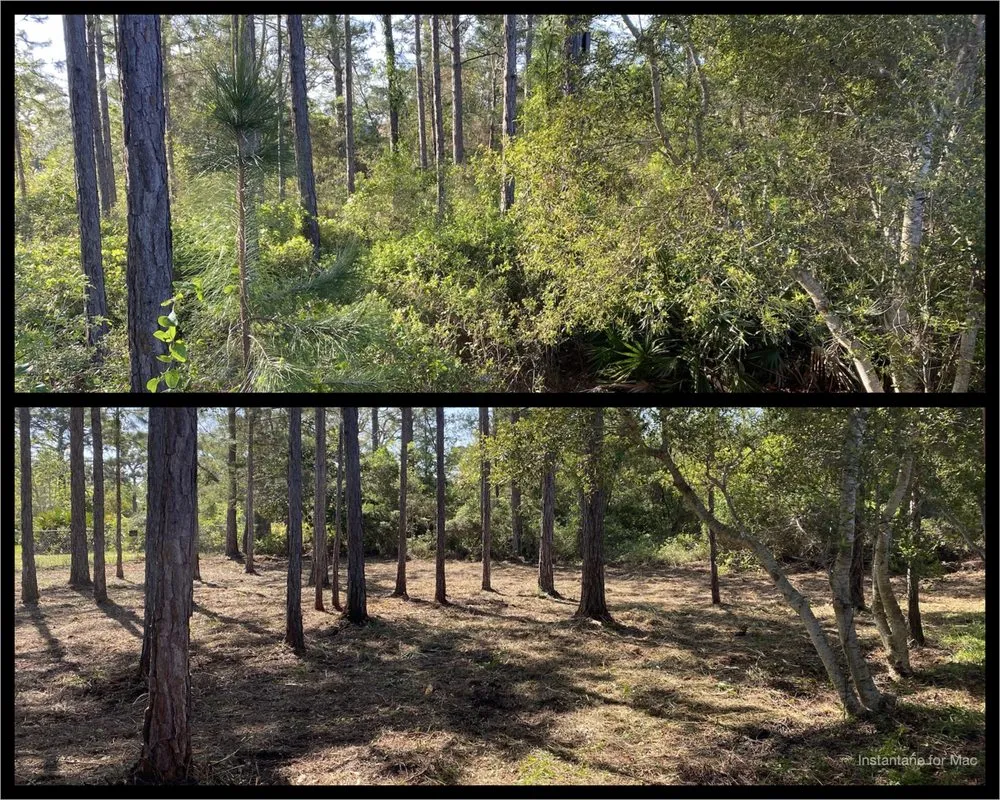 Expert garden landscaping for beautiful yards across Navarre, FL - TreeWorks