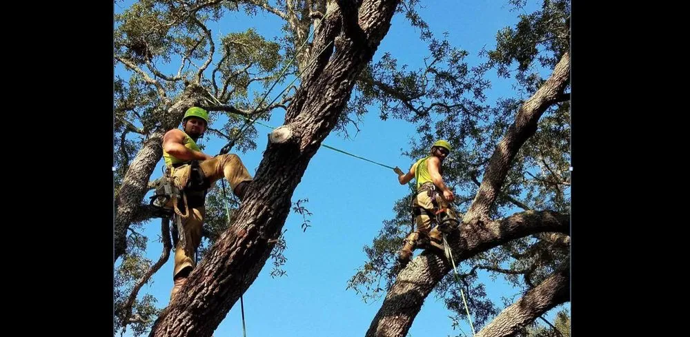 Local landscape installation in Navarre, FL by TreeWorks