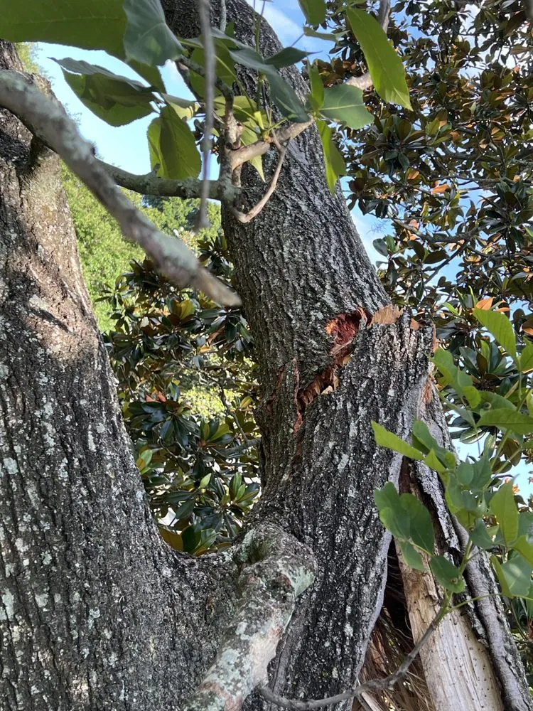 Expert yard maintenance experts serving St. Augustine, FL - Treezy Peezy Tree and Lanscape