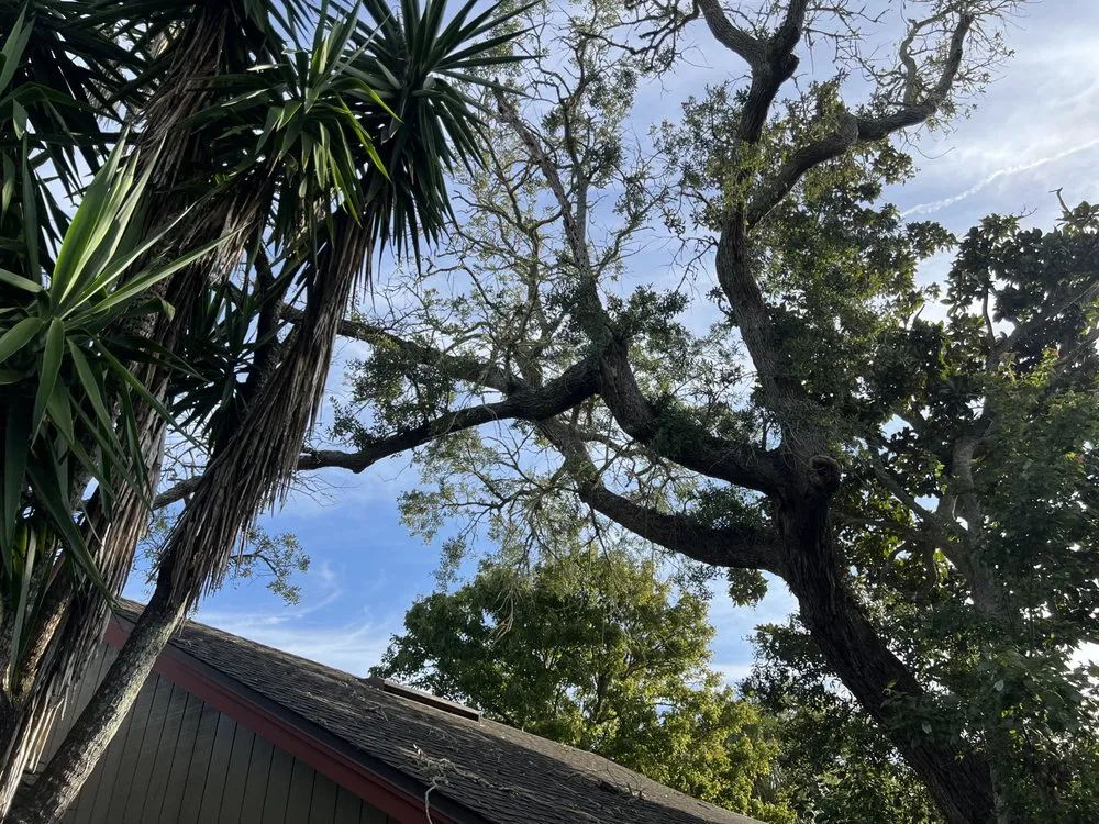 Local lawn care service experts serving St. Augustine, FL - Treezy Peezy Tree and Lanscape