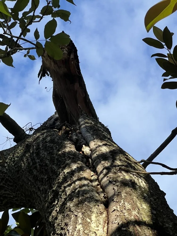 Expert garden landscaping with custom design in St. Augustine, FL by Treezy Peezy Tree and Lanscape