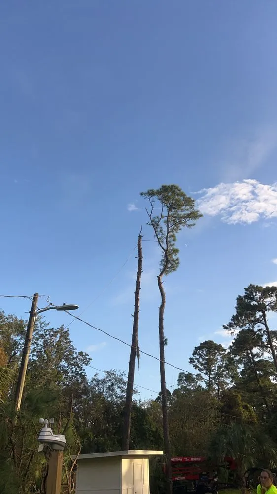 Expert landscaping services in St. Augustine, FL - Treezy Peezy Tree and Lanscape