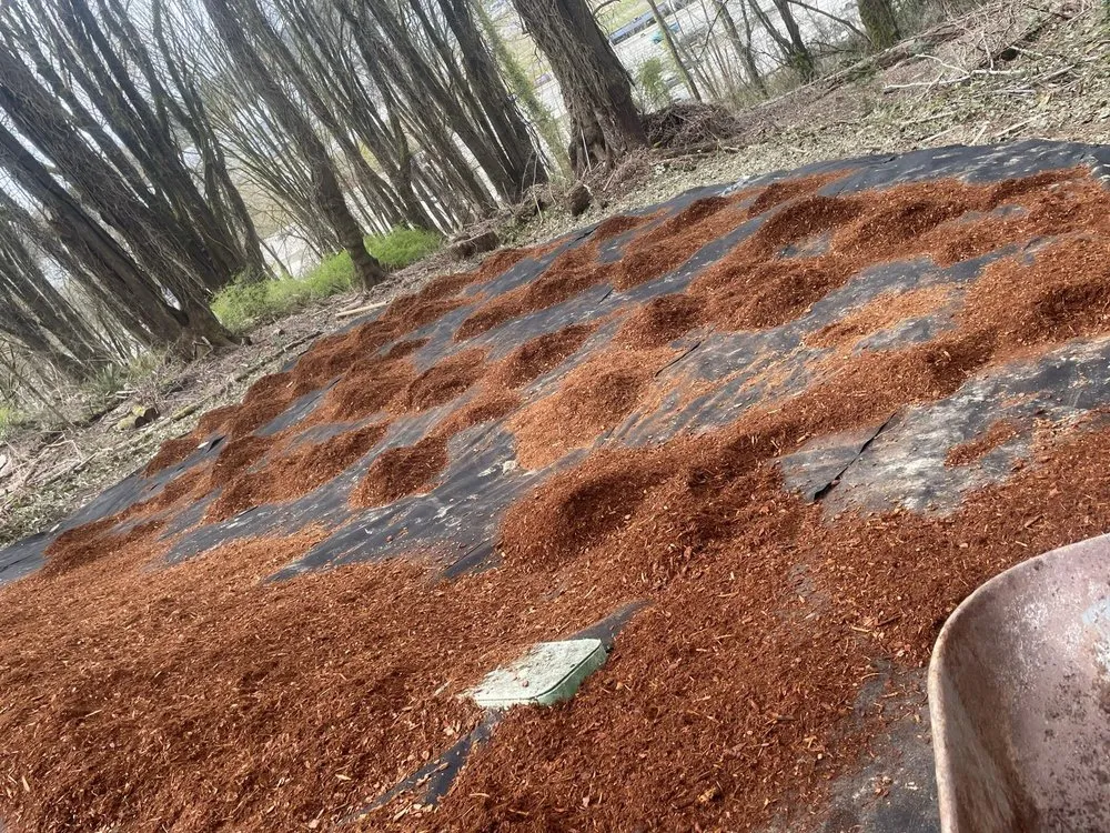 Trusted yard cleanup service experts serving Seattle, WA - Trejo General Contractor