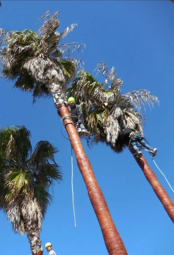 Professional yard maintenance for residential properties in Escondido, CA by Trejo Landscaping