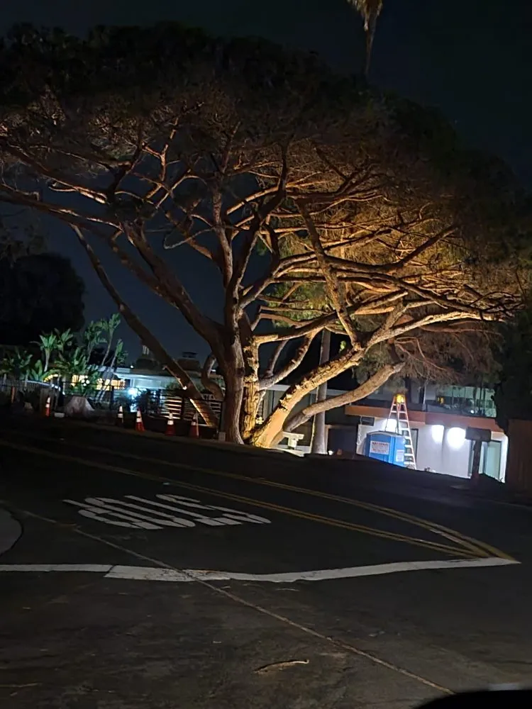 Reliable lawn care service near you in Escondido, CA by Trejo Landscaping