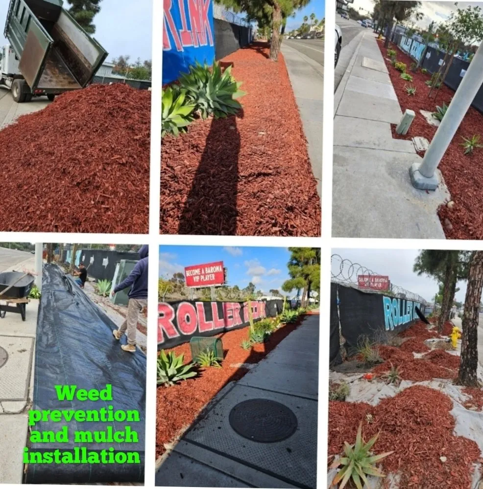 Expert landscaping services for year-round maintenance in Escondido, CA by Trejo Landscaping