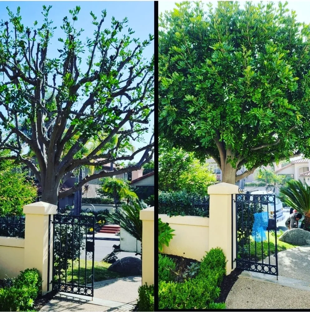 Custom lawn mowing service in Escondido, CA by Trejo Landscaping