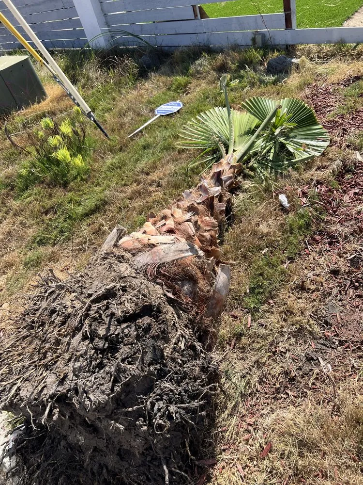 Trusted residential landscaping in Escondido, CA by Trejo Landscaping