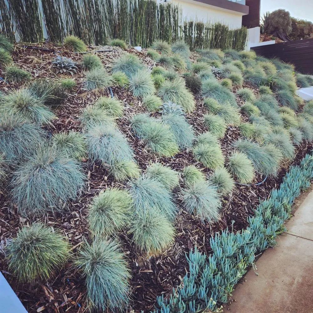 Reliable lawn mowing service experts serving Escondido, CA - Trejo Landscaping