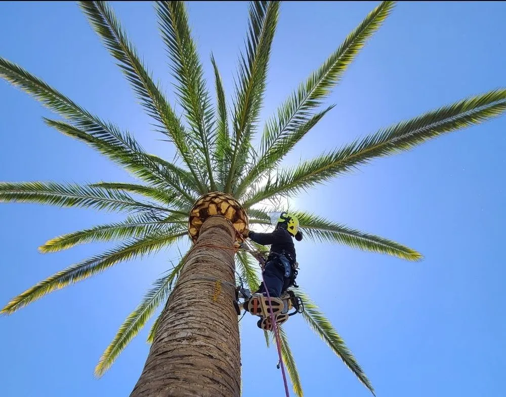 Top-rated lawn care service in Escondido, CA - Trejo Landscaping