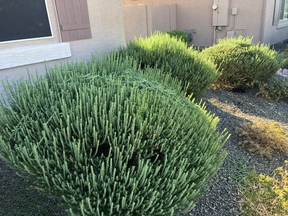 Reliable landscape installation experts serving Buckeye, AZ - Trending Grounds Landscaping