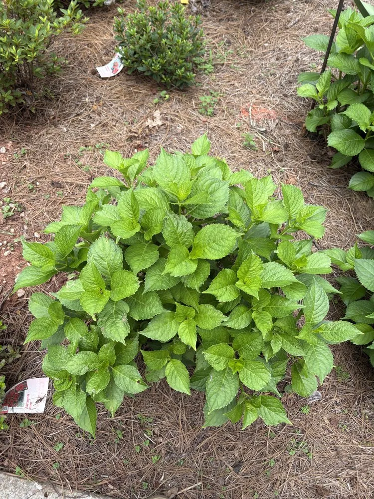 Top-rated landscape design for year-round maintenance in Trussville, AL by Trent Construction