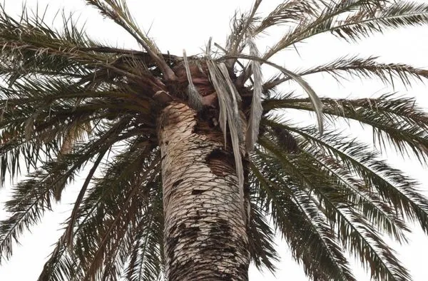 Trent Culleny Landscape Contractors Logo