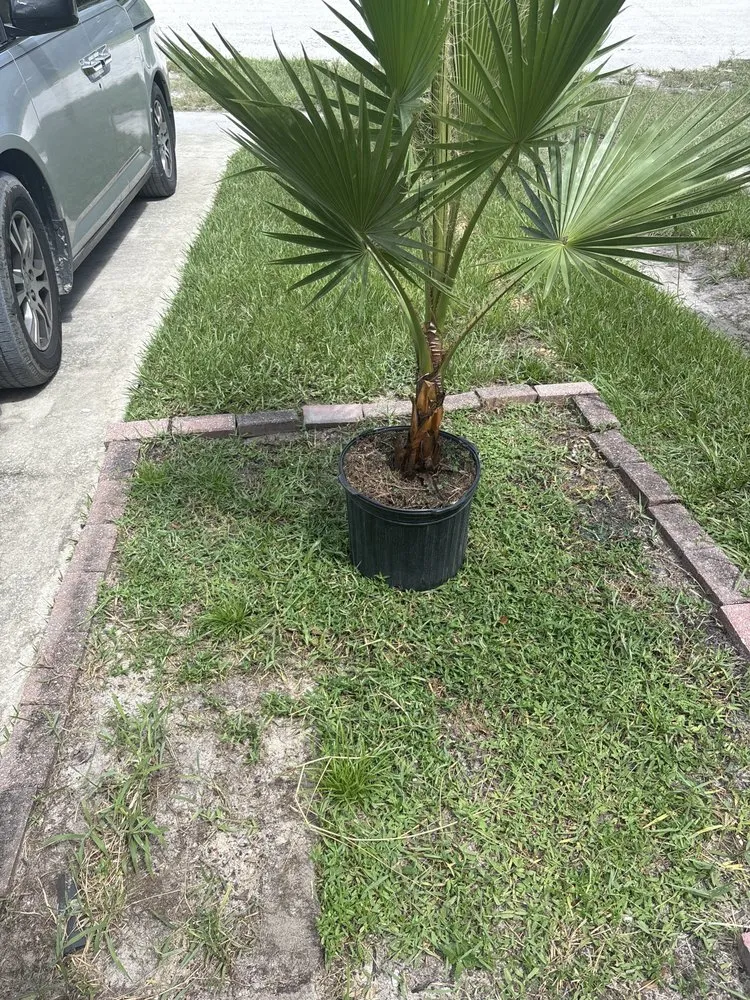 Top-rated yard maintenance in Avon Park, FL by Trenton Lawn Care