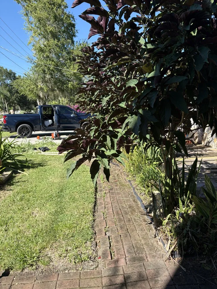 Expert lawn mowing service in Avon Park, FL - Trenton Lawn Care