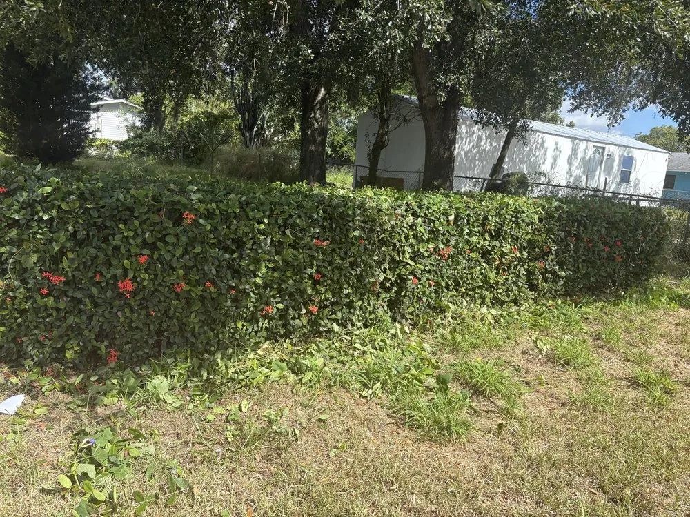 Trusted yard cleanup service experts serving Avon Park, FL - Trenton Lawn Care