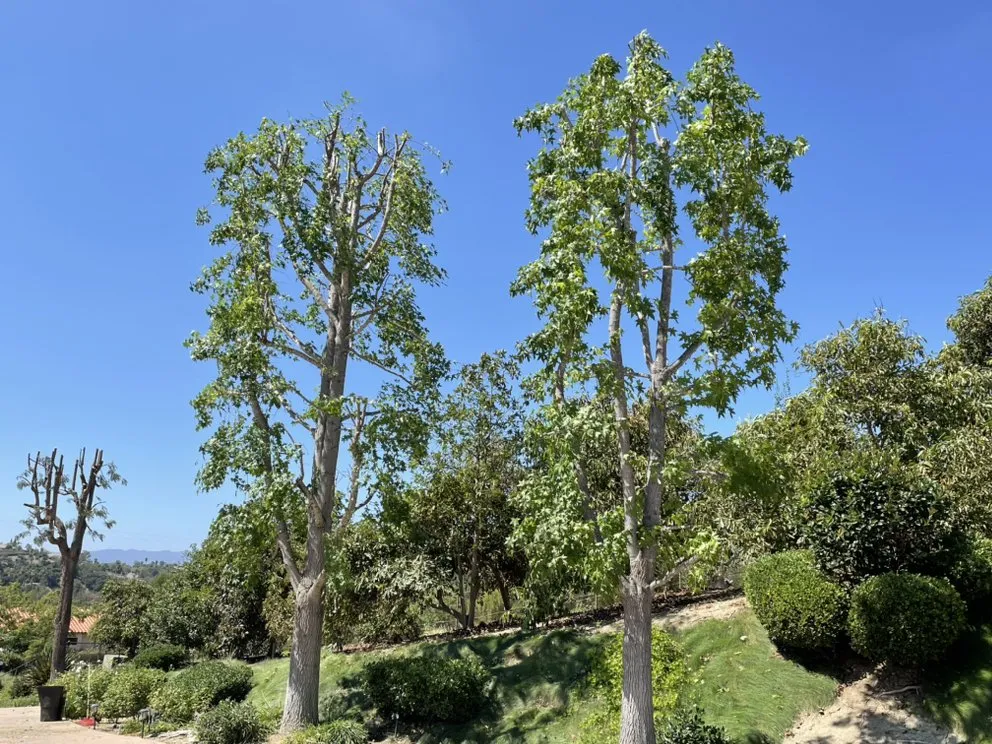 Trusted garden landscaping in Fallbrook, CA by Tres Hermanos