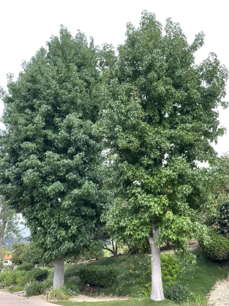 Local residential landscaping in Fallbrook, CA by Tres Hermanos