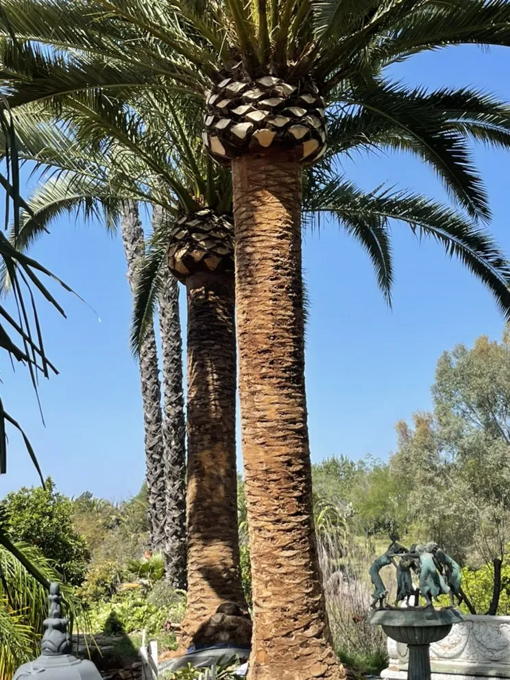 Custom yard maintenance for homes across Fallbrook, CA - Tres Hermanos