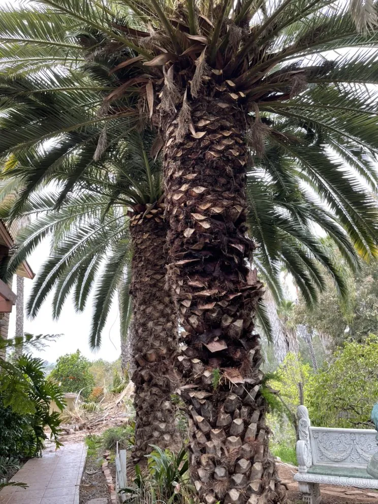 Top-rated outdoor landscaping in Fallbrook, CA - Tres Hermanos