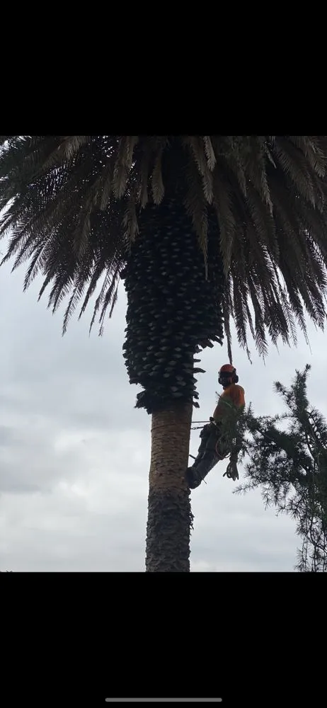 Trusted landscape installation in Fallbrook, CA by Tres Hermanos