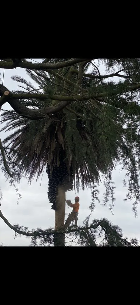 Affordable landscaping services for outdoor upgrades in Fallbrook, CA by Tres Hermanos