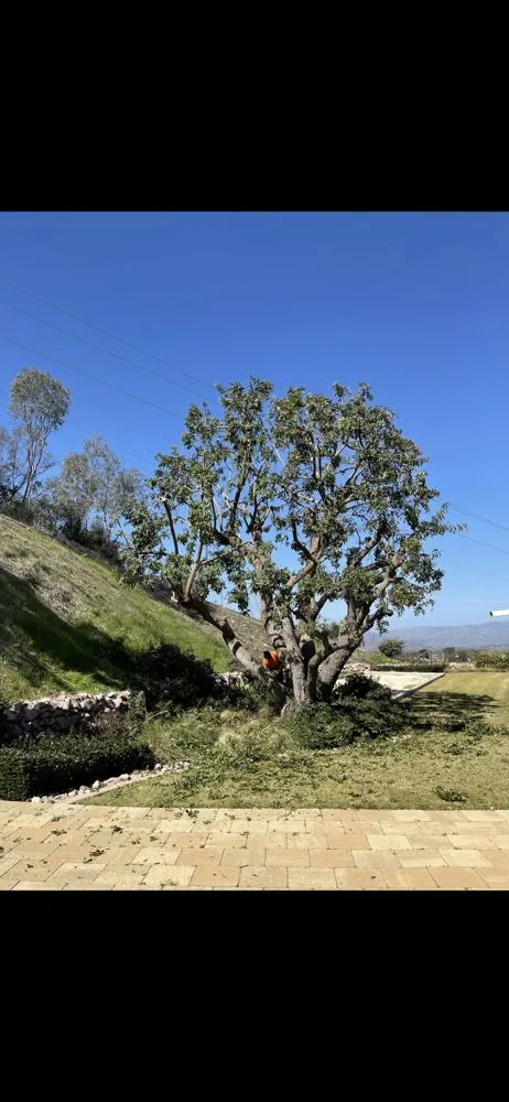 Custom lawn mowing service in Fallbrook, CA - Tres Hermanos