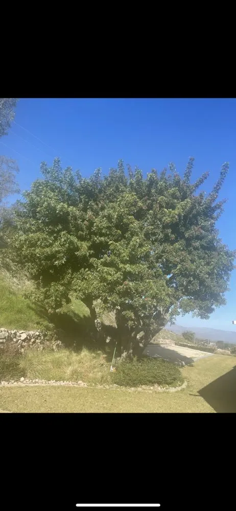 Affordable garden landscaping for homes across Fallbrook, CA - Tres Hermanos