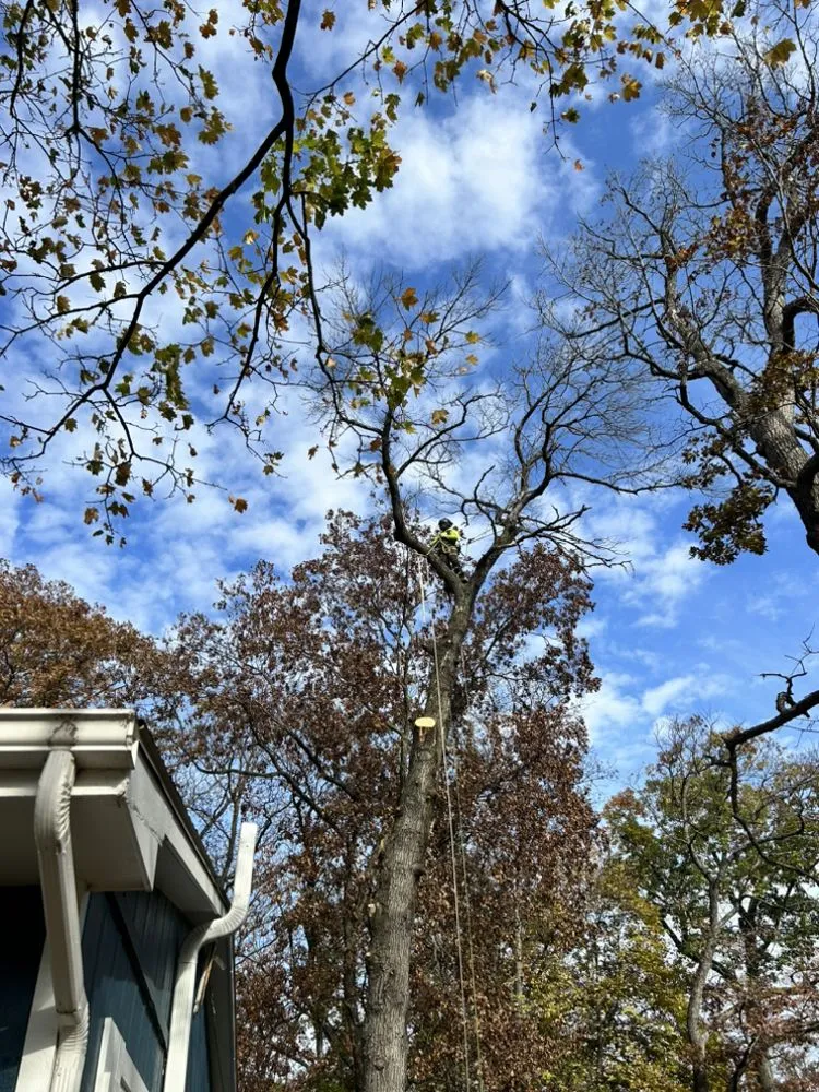 Top-rated landscaping services for beautiful yards in Woodstock, IL by Tres Potrillos Landscaping