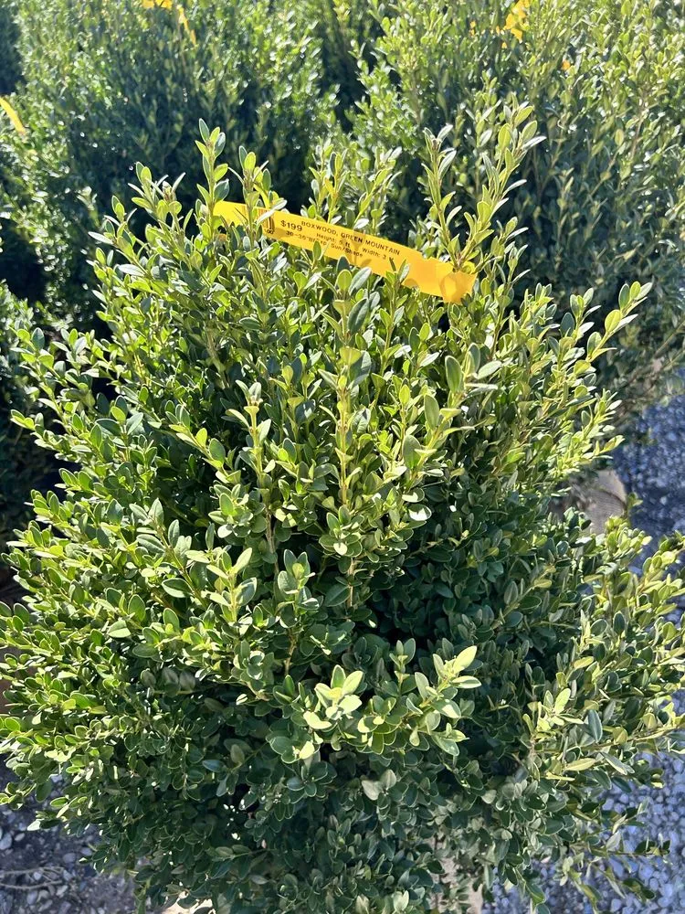 Expert lawn care service for beautiful yards across Woodstock, IL - Tres Potrillos Landscaping