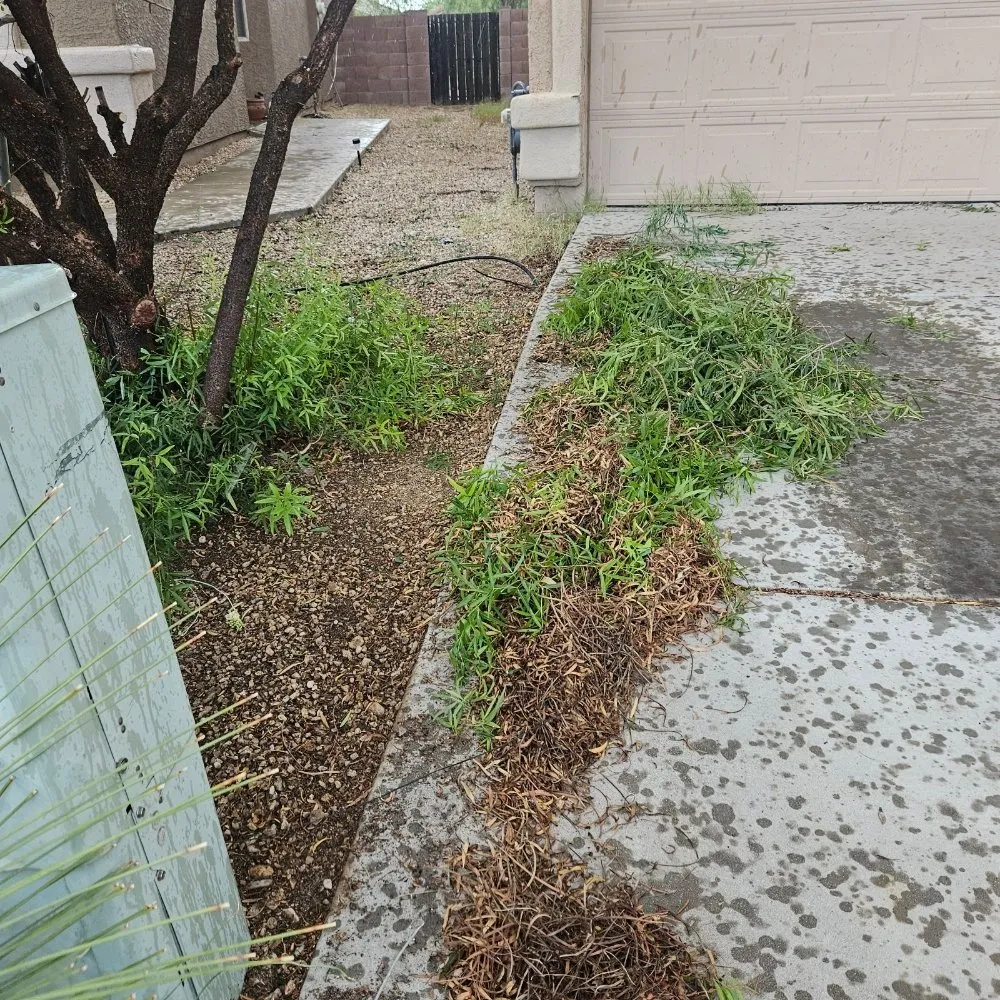 Affordable yard maintenance in Tucson, AZ - Tresflorez Landscaping