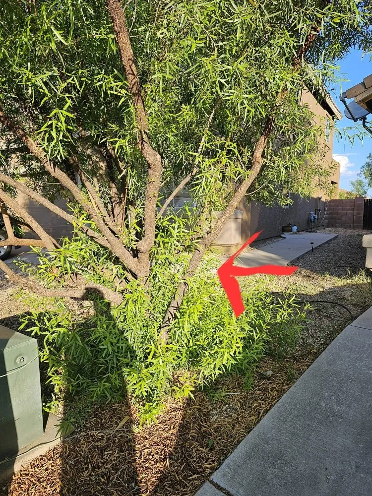 Trusted landscape design for outdoor upgrades in Tucson, AZ by Tresflorez Landscaping