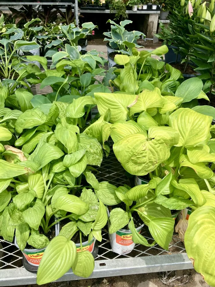 Expert landscaping services in Chicago, IL - TresPadres Landscape Construction & Design