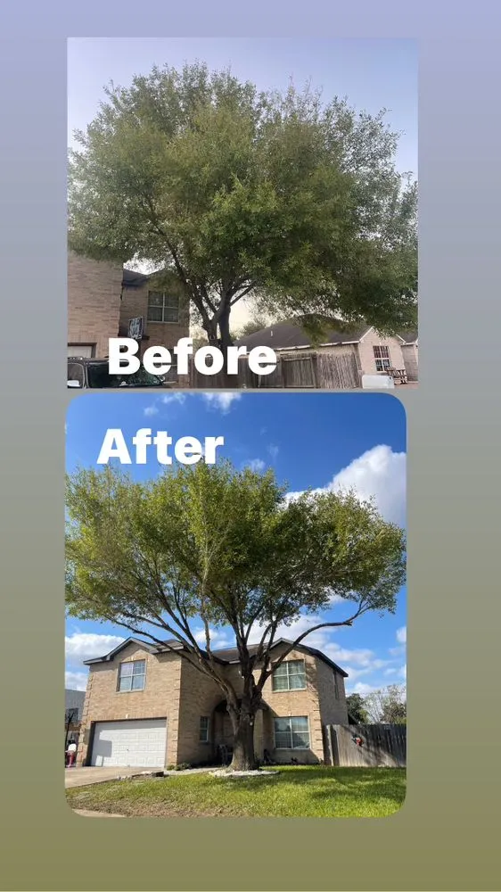 Trusted yard cleanup service in Alamo, TX by Trevino's Landscaping and Lawn Care