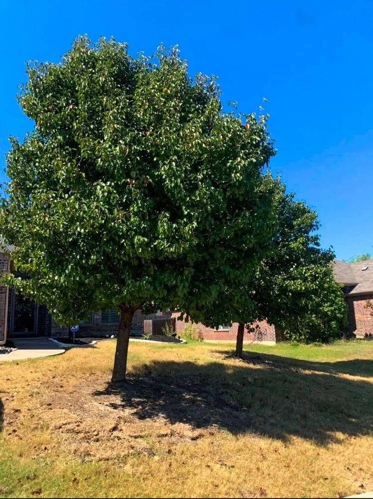 Custom lawn care service in Fairview, TX by Trevino’s Landscaping